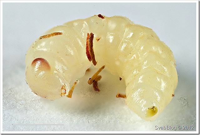 Krásenka šípková (Torymus bedeguaris), parazit u Žlabatky šípkové