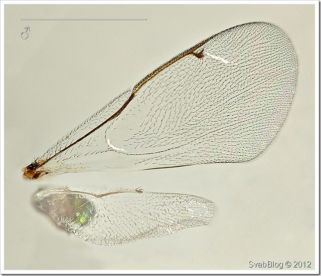 Krásenka šípková (Torymus bedeguaris), parazit u Žlabatky šípkové, samec