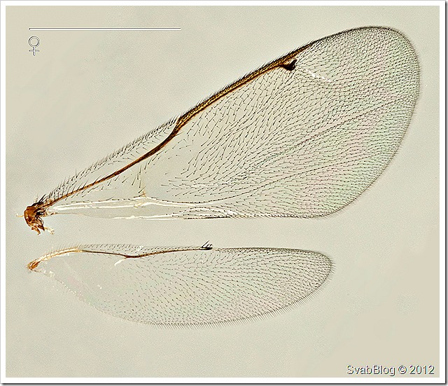 Krásenka šípková (Torymus bedeguaris), parazit u Žlabatky šípkové, samice