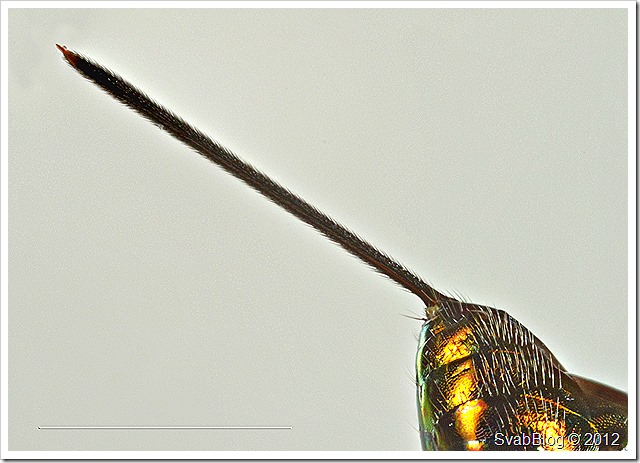 Krásenka šípková (Torymus bedeguaris), parazit u Žlabatky šípkové, samice